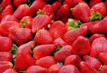 Mevsiminde yetişen meyveler, günlük beslenme düzeninde doğal ve lezzetli seçenekler arasında yer alıyor. Farklı mevsimlerde yetişen meyveler, içerdikleri vitamin, mineral, lif ve çeşitli bitkisel bileşenlerle beslenme çeşitliliğine katkı sağlıyor. Özellikle vitamin kaynağı mevsim meyveleri, mevsimine uygun beslenmek isteyenlerin sofralarında önemli bir yer tutuyor. Konulu bir haber görseli.