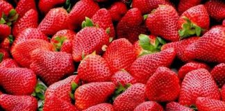 Vitamin Kaynağı Mevsim Meyveleri Mevsiminde yetişen meyveler, günlük beslenme düzeninde doğal ve lezzetli seçenekler arasında yer alıyor. Farklı mevsimlerde yetişen meyveler, içerdikleri vitamin, mineral, lif ve çeşitli bitkisel bileşenlerle beslenme çeşitliliğine katkı sağlıyor. Özellikle vitamin kaynağı mevsim meyveleri, mevsimine uygun beslenmek isteyenlerin sofralarında önemli bir yer tutuyor. Konulu bir haber görseli.